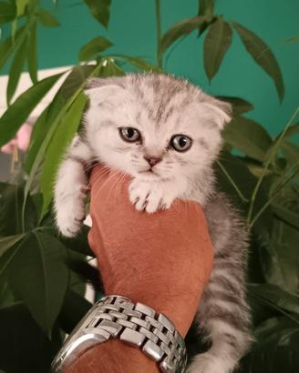 Schottis cuccioli