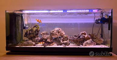 Acquario marino 120 litri