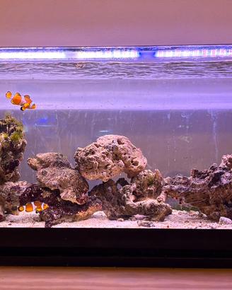 Acquario marino 120 litri