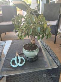 Bonsai di Bouganville con vaso in ceramica