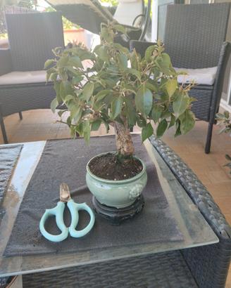 Bonsai di Bouganville con vaso in ceramica