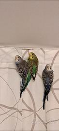 Giovani pappagallini ondulati