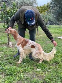 Setter inglesi