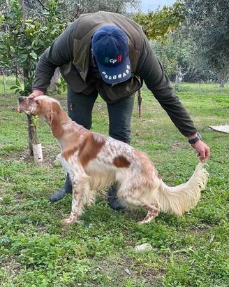 Setter inglesi