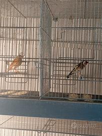 Cardellino x canarina