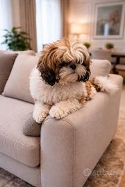 Shihtzu Shitzu Shizu