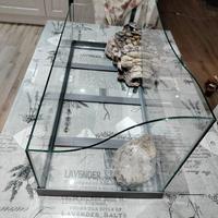 acquario per tartaruga d’acqua