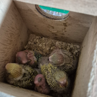 Pappagalli ondulati di colore (cocorite)