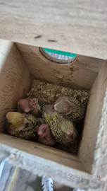 Pappagalli ondulati di colore (cocorite)