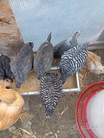 Livorno argento e amrock