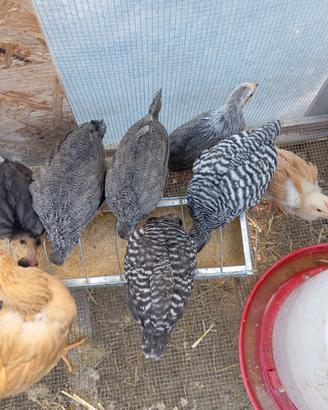 Livorno argento e amrock