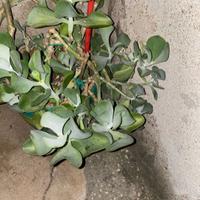 Talea di pianta succulenta Kalanchoe