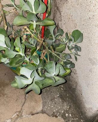 Talea di pianta succulenta Kalanchoe