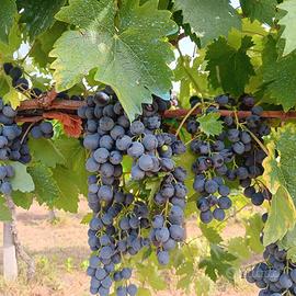 Uva da vino