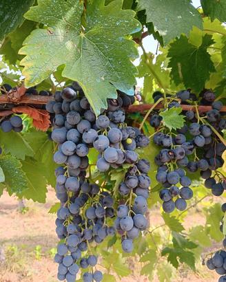 Uva da vino
