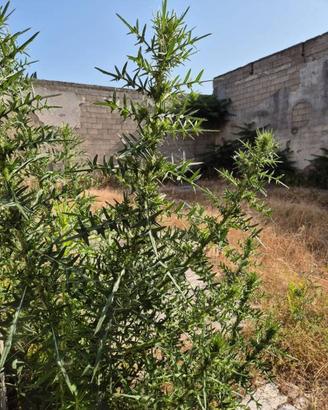 Immobile di 640 m² a Sant'Anastasia