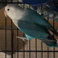 Inseparabile maschio