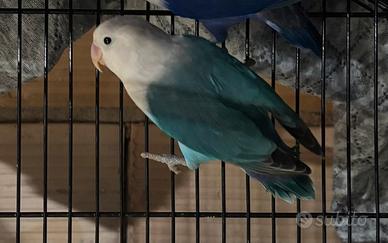 Inseparabile maschio