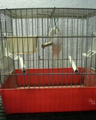 Gabietta per uccelli