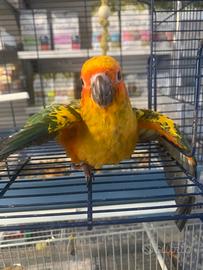 Conuro del sole