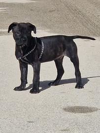 Cane corso