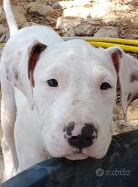 Pitbull