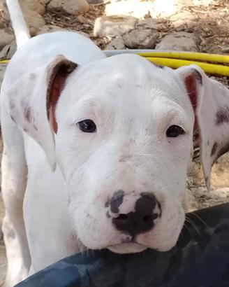 Pitbull
