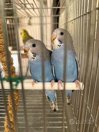 Cocoriti
