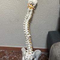 colonna vertebrale