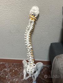 colonna vertebrale