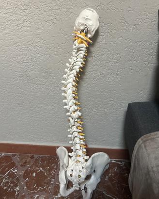 colonna vertebrale