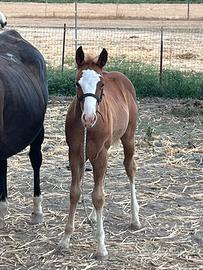 Cavalli