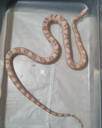Serpente del Grano