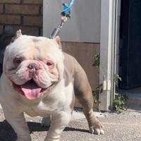 Bully exotic monta