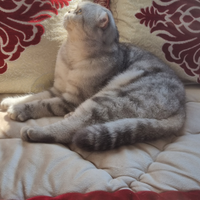 Scottish per accopiamento