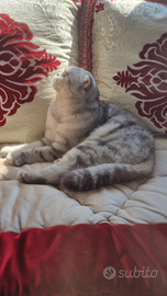 Scottish per accopiamento