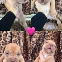 Cuccioli di Pitbull UKC
