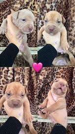 Cuccioli di Pitbull UKC