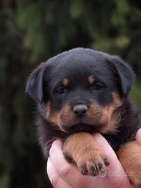 Rottweiler