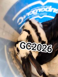 Conigli giganti pezzati papillon