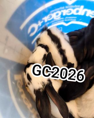 Conigli giganti pezzati papillon