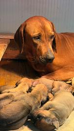 Cuccioli di razza Rhodesian Ridgeback