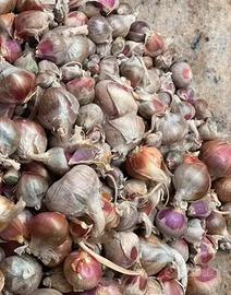 10 bulbilli piccoli