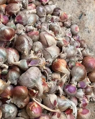 10 bulbilli piccoli