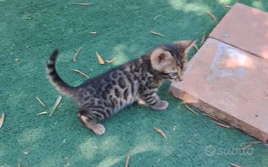 Gatto del bengala
