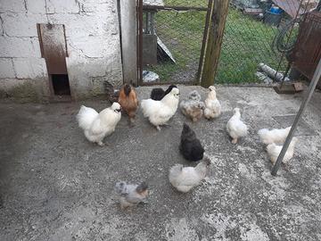 Galline ciuffate ornamentali 