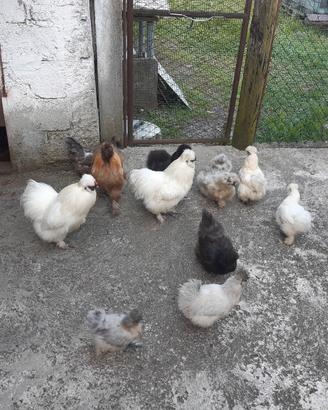 Galline ciuffate ornamentali 