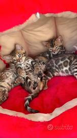 Cuccioli Bengala