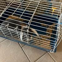 Coniglio nano ariete