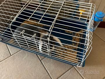 Coniglio nano ariete